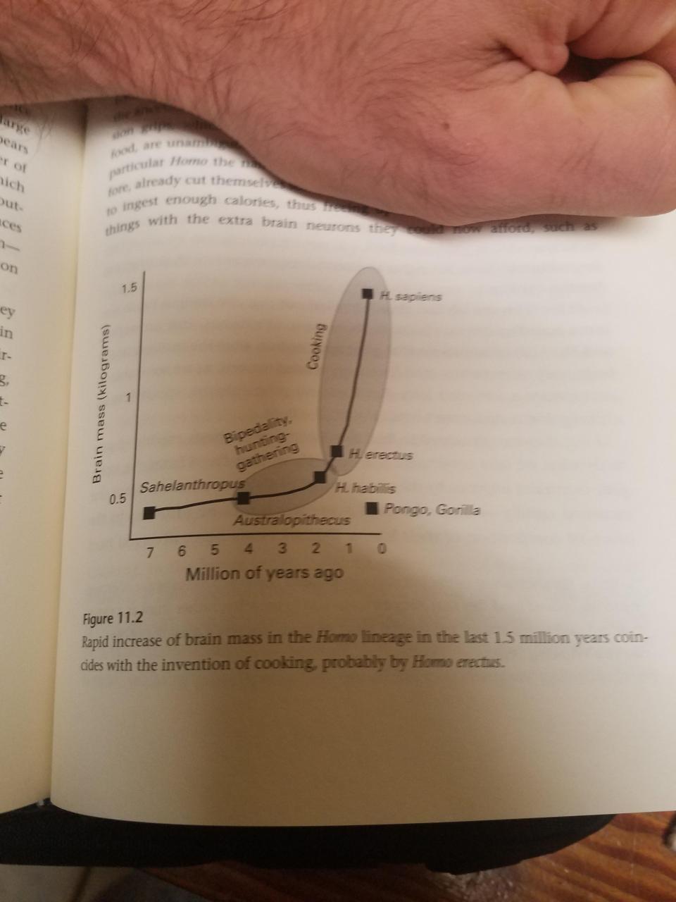 bipedalism-and-cooking