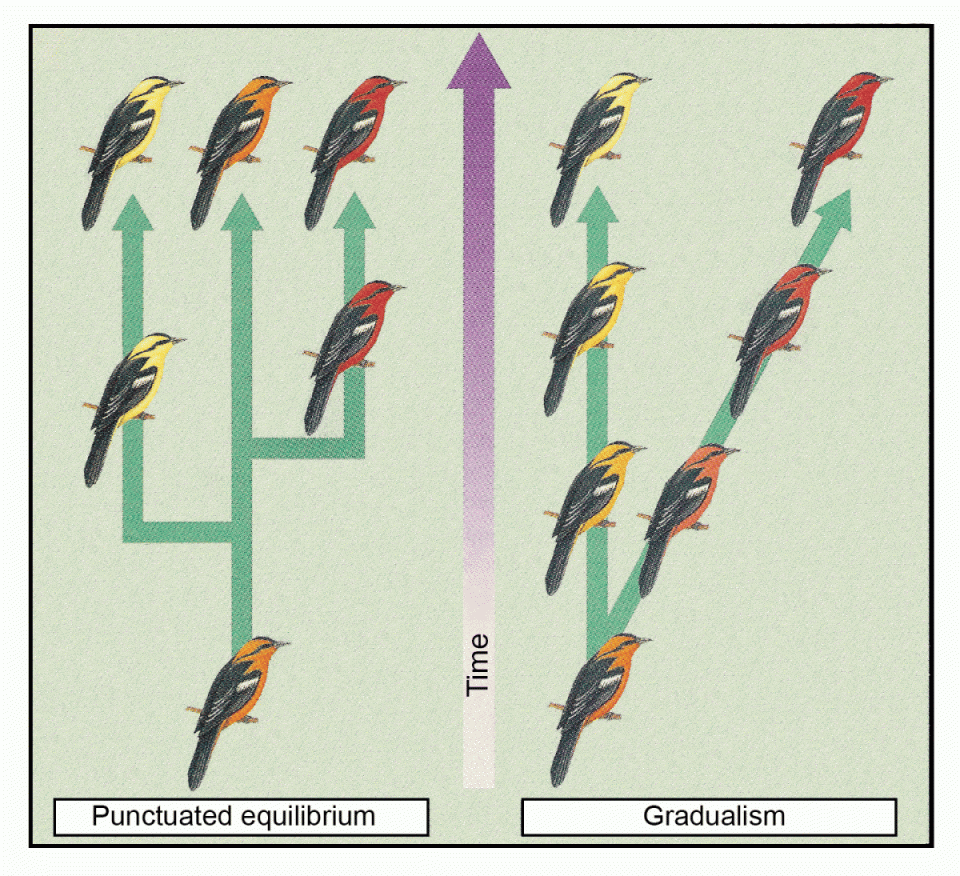 fig-8-2-punctuated-equilibrium