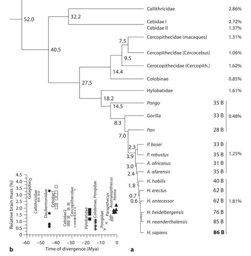 neuron-and-brain-size