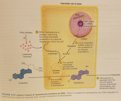 testosterone production