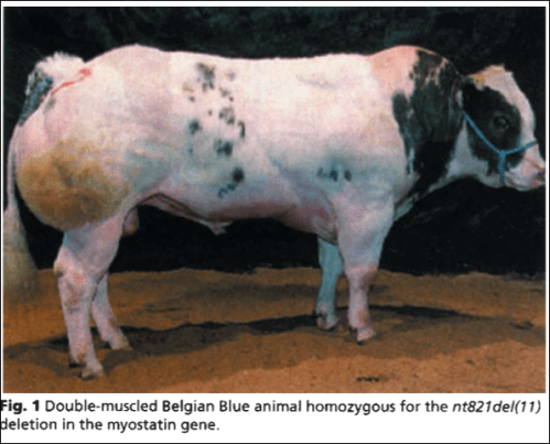 belgian blue double-muscle