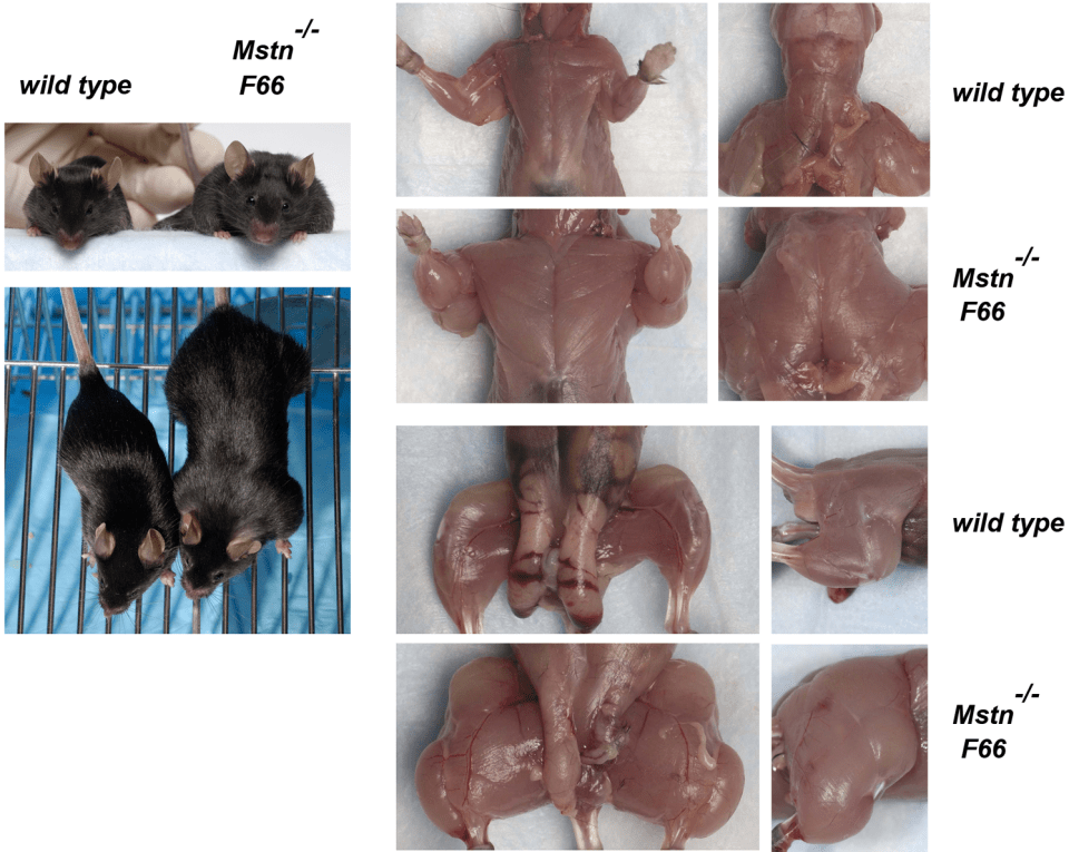 journal.pone.0000789.g003